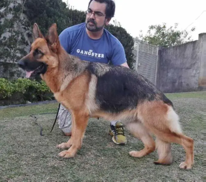 Back do diamantes da serra