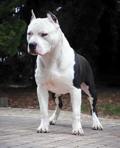 Apolon Cherry Loves You