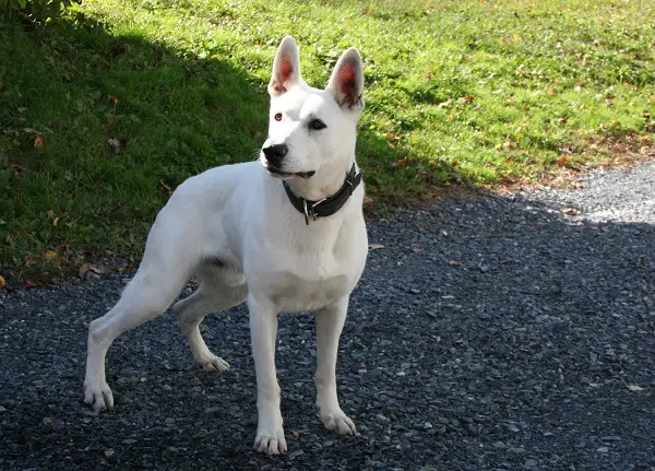 Enjoli's Bowzer of Jamin