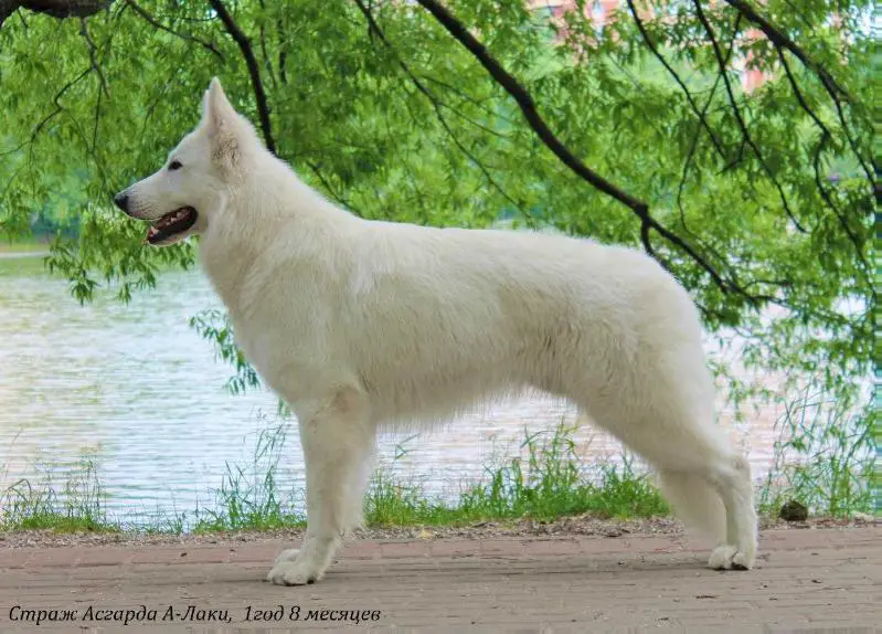 RU JCH Strazh Asgarda A-Lucky