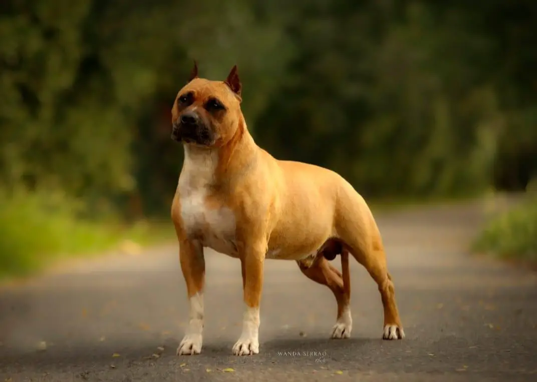 Roadhouse's Dickies Redneck De Paco