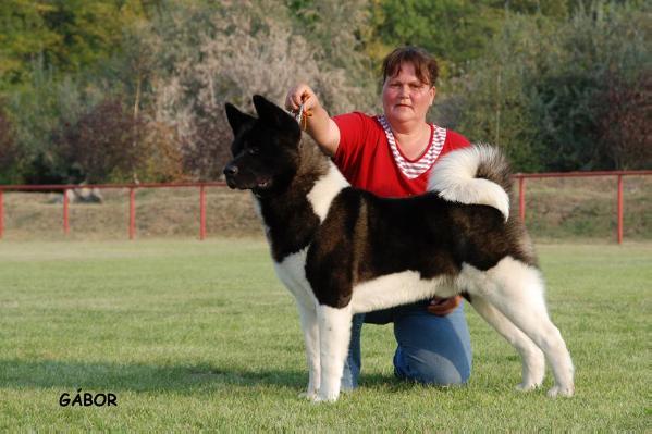 INT'L/PL/HU/TH/SRB CH Molnarvolgyi Tibet