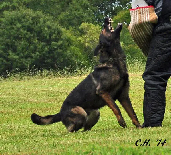 Simon Vom Sequoyahhaus