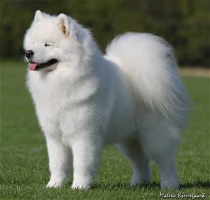 CIB DKCCH DKCH NOCH FINCH NORDCH VDHCH DCHNCH CZCH PLCH VCH Disco's PRINS JOEY