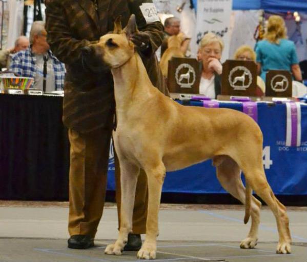 HARREL'S MISCHIEF MORGAN