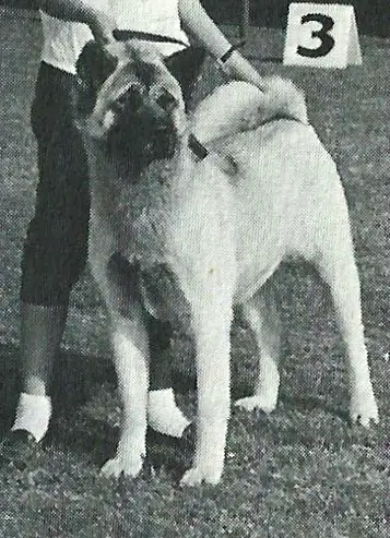 Triple K Ginsei Shimo