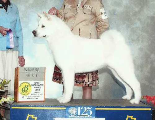 BVISS AKC GCH Akiko's Marshmallow Fluff