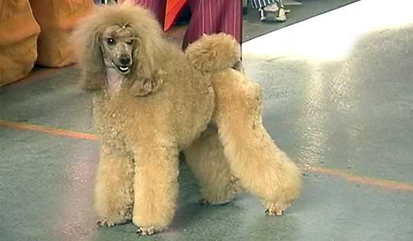 Full-Moon Zolotaya Pectoral