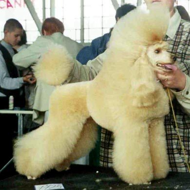 WW-2002, EUW-2000 Chainaya Roza iz Doma Tajur