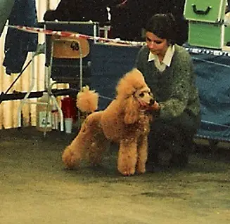 CZ CH Cherubin Aureus Ytaner