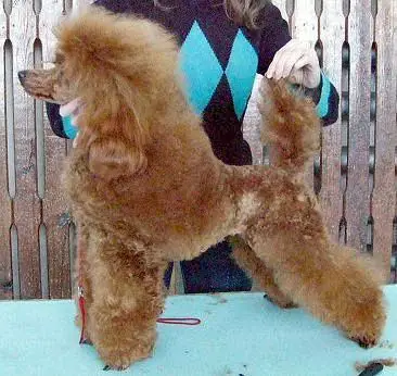 RUS CH Magic Mistery Yuvenalia