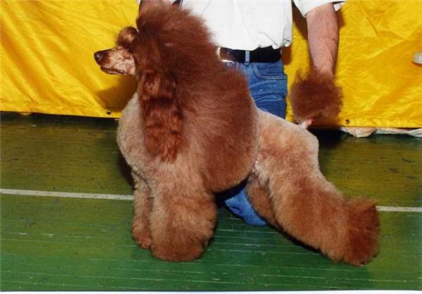 RUS CH Red Star Surabaja Jonny v.d. Salana