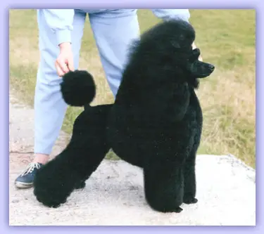 Minarets Special Agent