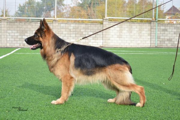 V (KZ) Lesnoi Shopot Yozshi