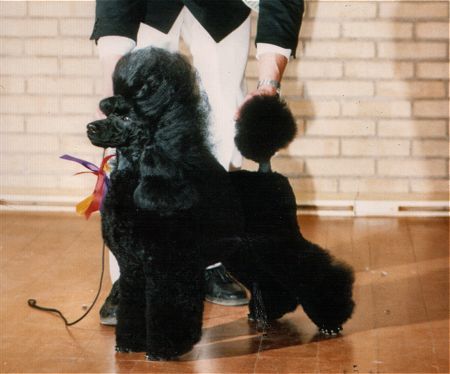 INT CH Curlfinch Virgil