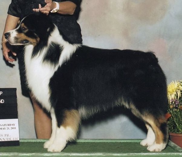 AKC GCH Northbay's Bee-Cuz You're Mine