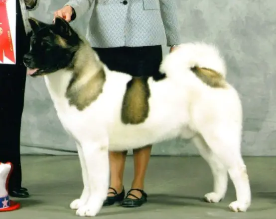 AKC CH Dune's Bark At The Moon