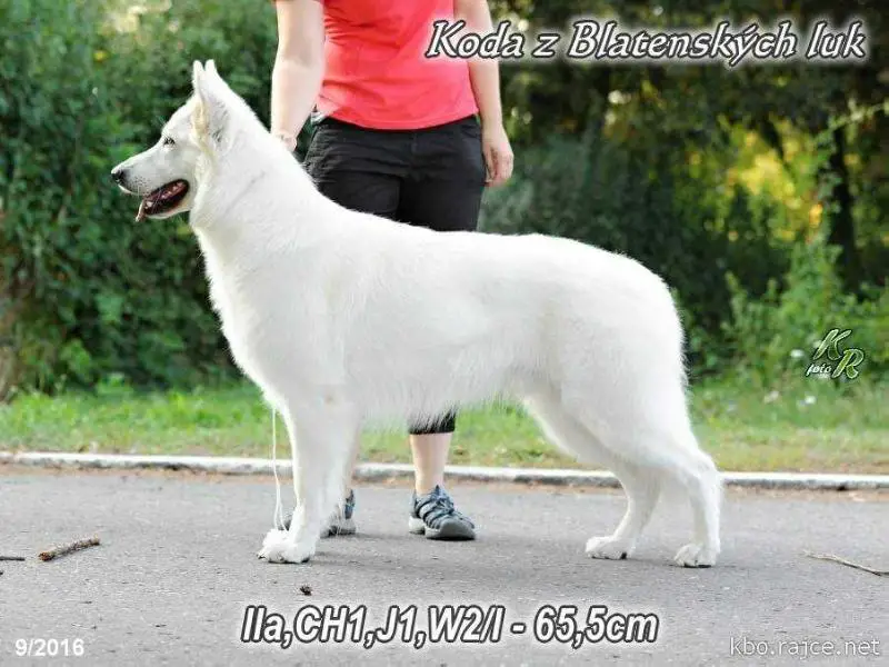 JCHCZ,KLCH,BOS Koda z Blatenských luk