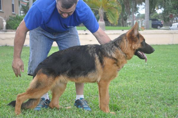 Aquiles von notredame