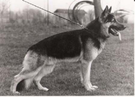 V Erlo vom Reststrauch