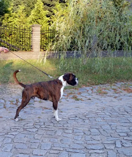 PLJWINNER, JCH-PL ARNIE Hrabovske hnizdo