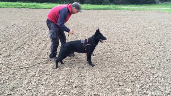 Othor de quinta de Lobos