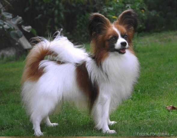 LUX CH INT CH SE CH GER CH NORD CH DK CH Menine's Nuit Blanc