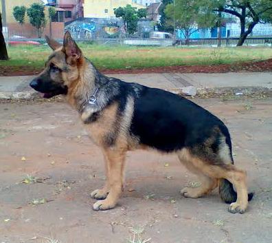 Izzy do Vale das Arabias
