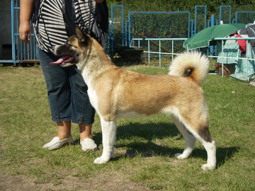 Dikiy Vinograd Kaoma