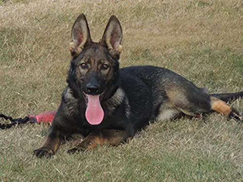 Yulia von Schraderhaus