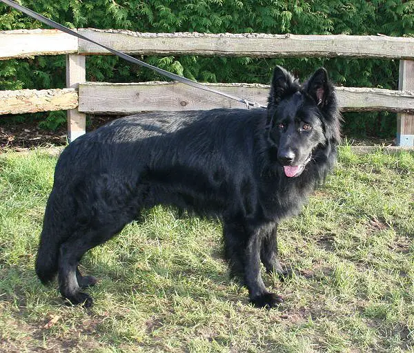CH V-1 Astor von der Wolfsmeile
