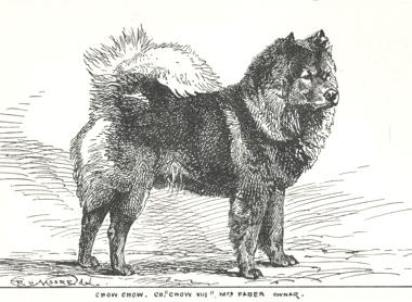 CH Chow VIII (c.1900) [Mrs Faber's]