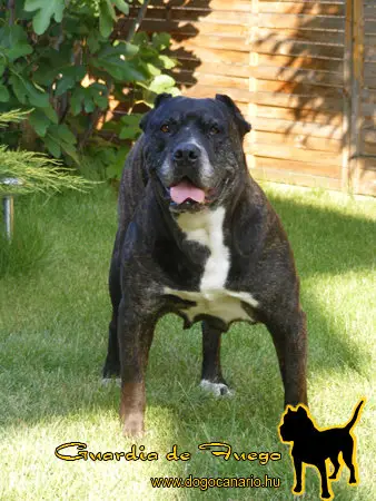 CH.HUN , JCH.HUN Batallador de Perro Aqueda (Cheyenne)