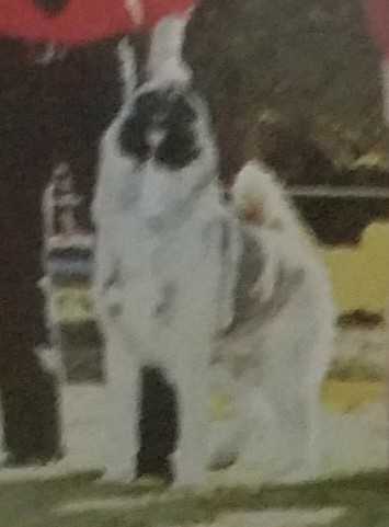 MEX CH Imperial Ginzan