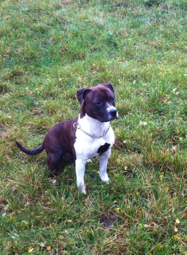 Irokoa Des dieux de l'arène