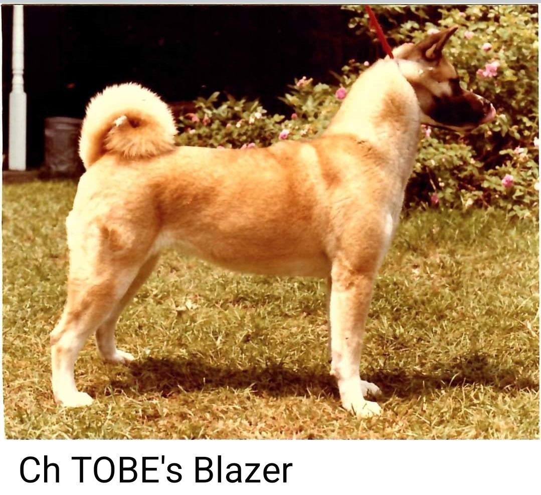 AKC CH Tobe's Blazer