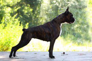 Euphoria Gala Podole