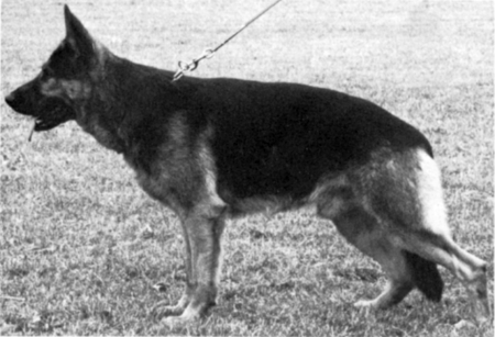 V1 DDR-SIEGER 81+82 Jim von der Friesenklippe