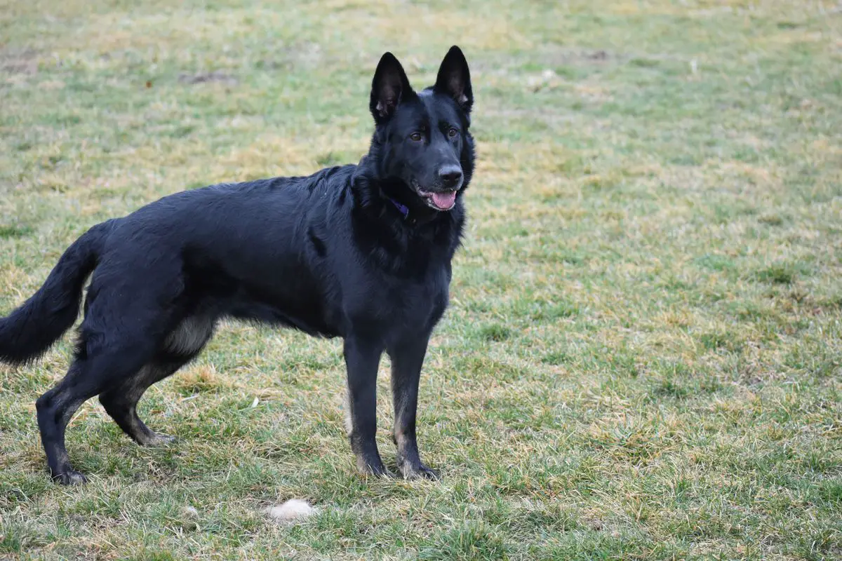 Little Bit's Nemesis Vom GGZ