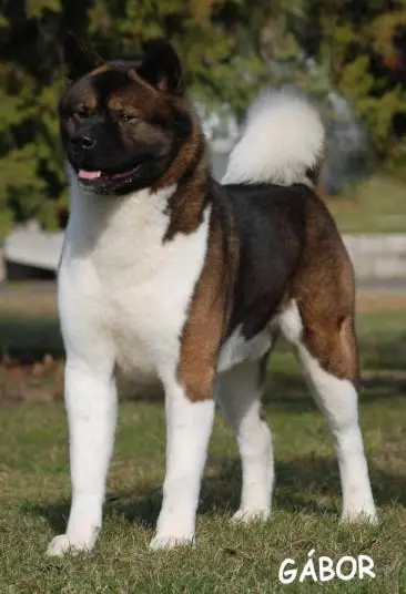 HU GCH, IT CH, SRB JCH Molnarvolgyi Monsoon