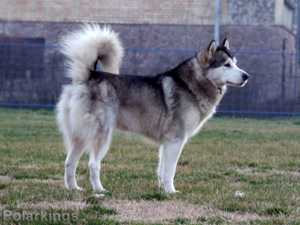JCH Beaux Starlet Polar Kings