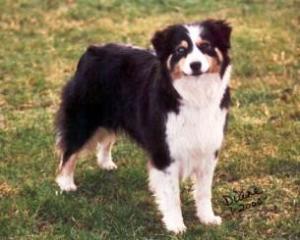 Briergrove Charcoal Briquette