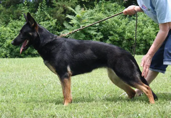 Blackthorn's Xanthippe