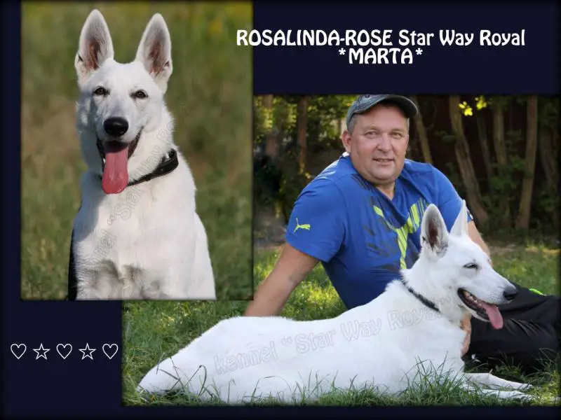ROSALINDA-ROSE Star Way Royal