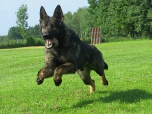 V Kairo vom Gräfental