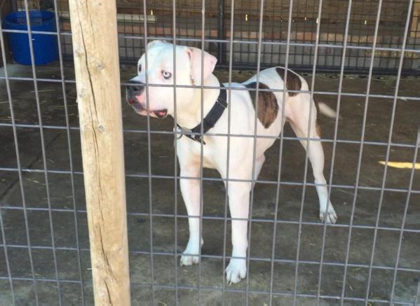 HENDERSONS ZEKE of BSB