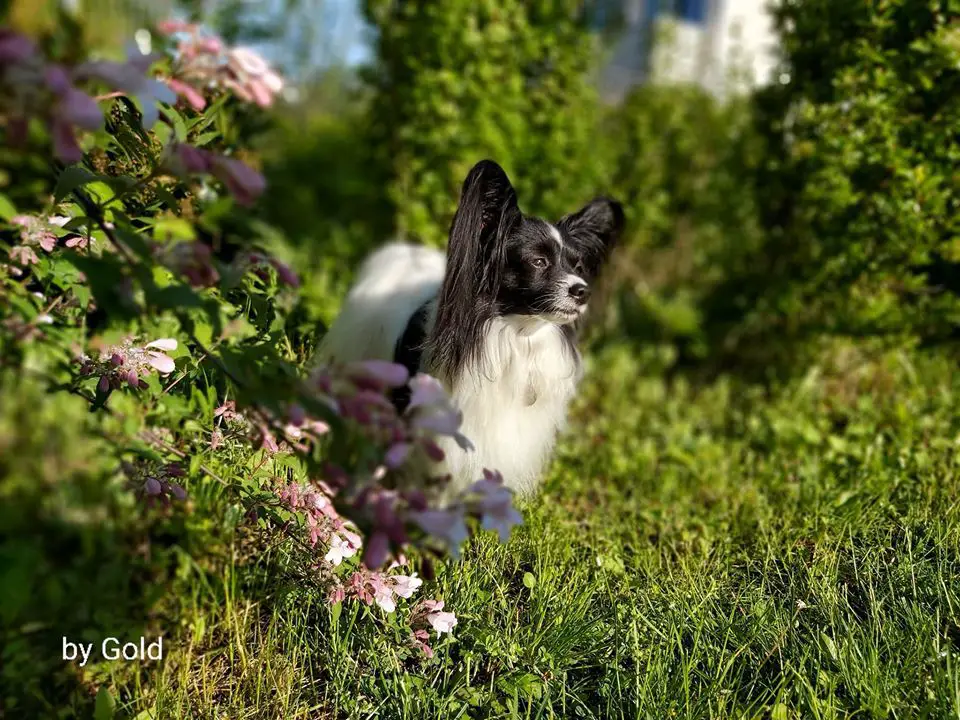 Terris Unicum Evangelina