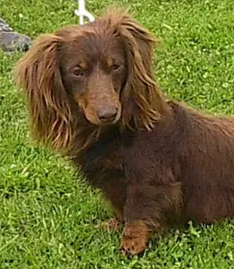 Paradice's Rocky Road