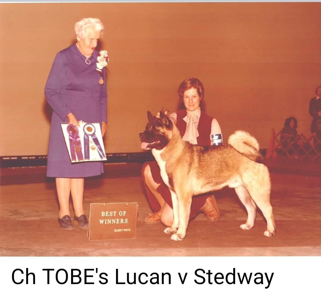 AKC CH Tobe's Lucan V Stedway