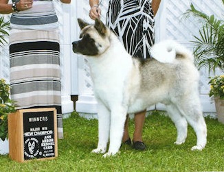 AKC CH Dem-Be's Piece Of The Puzzle